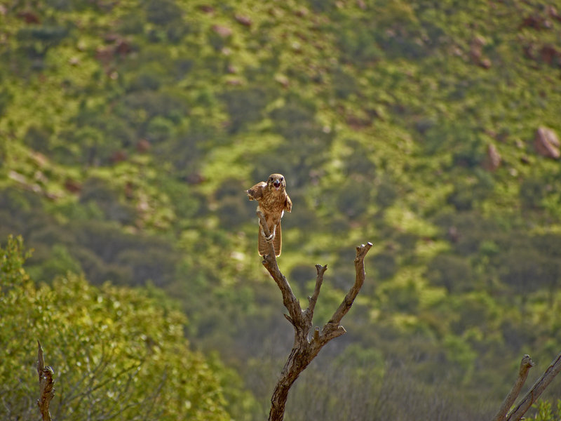 Accipitridiform, Alice Springs